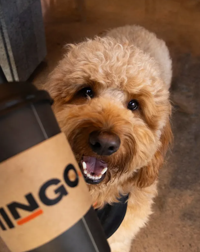 Mascota MINGO